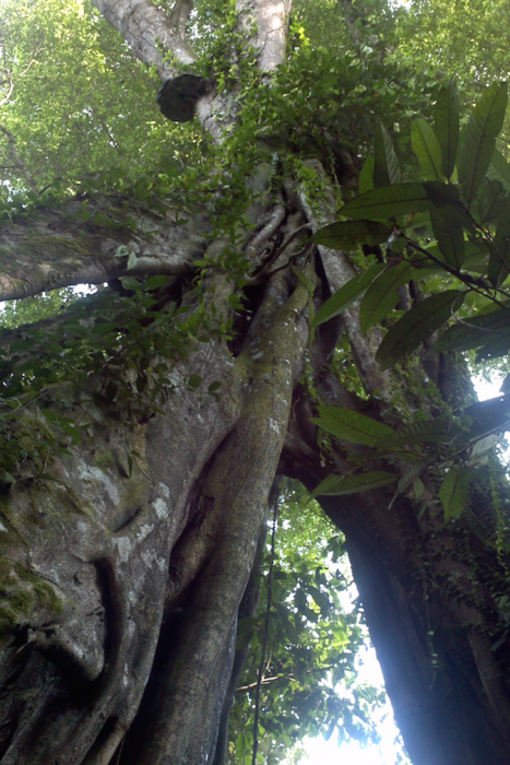 Rainforest trees