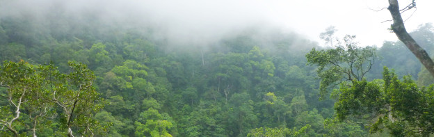 Rainforest banner