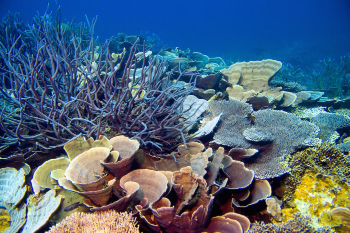 Coral_Reef_shutterstock_92938828 Reef blog