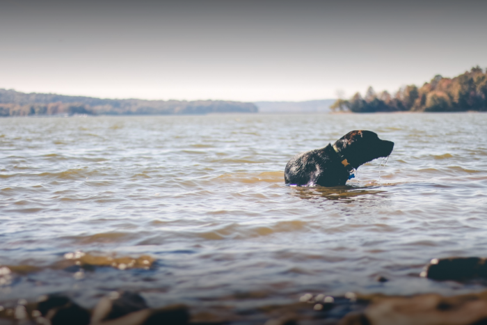 Black Lab in water