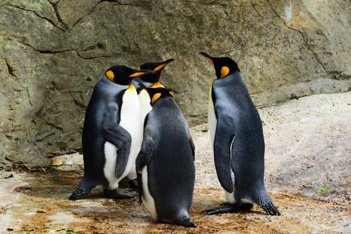 king-penguin-penguins-group-of-penguins-bird-53970